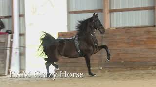 EAM Crazy Horse: Morgan Gelding For Sale