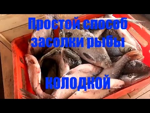 Засолка рыбы колодкой. Простой способ. Весь пошаговый процесс.