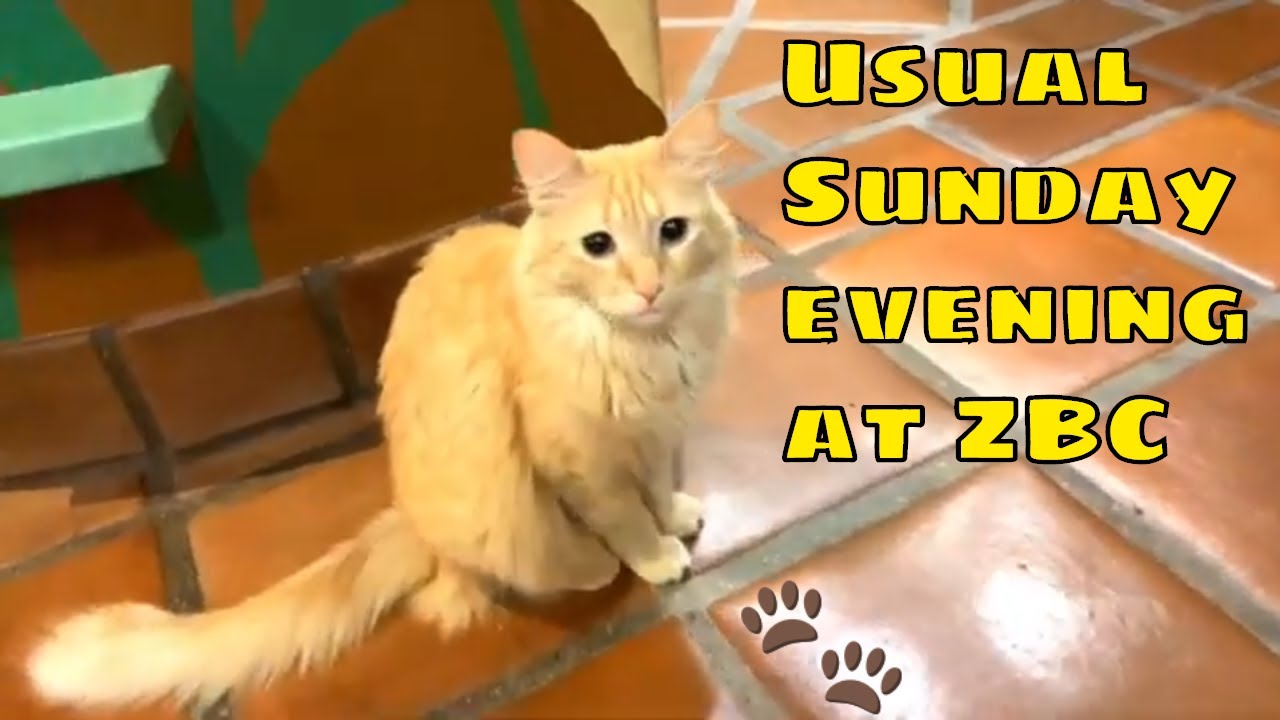 peter cohen toronto 【ZenByCat】Cats of House Of Nekko 090119