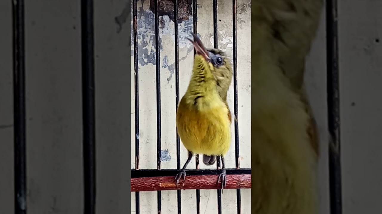 Ijoan Konin Jinak Gacor Habis By Markas Kicau Cinss