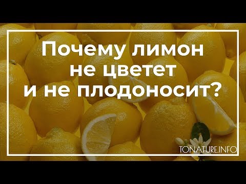 Почему лимон не цветет и не плодоносит? | toNature