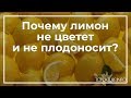 Почему лимон не цветет и не плодоносит? | toNature