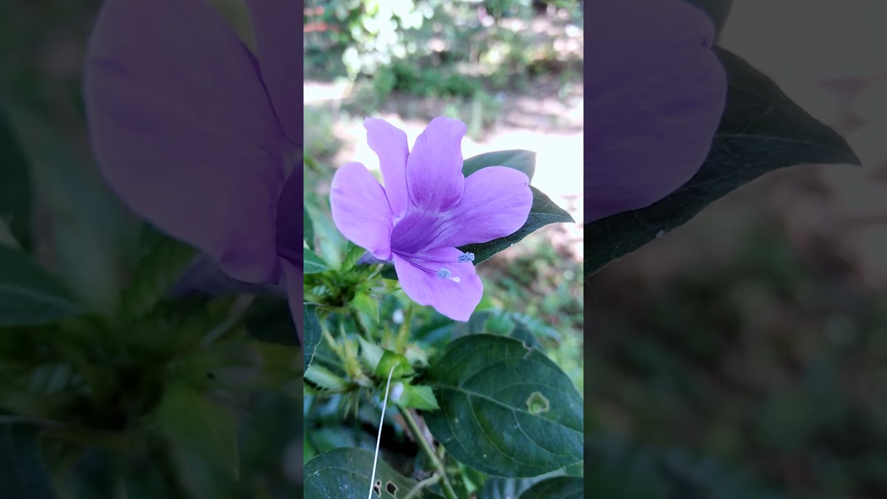 Crested philippine violet flower plant | Bluebell barleria cristata #flowerplant #shorts
