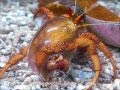 Hermit crab leaves glass shell