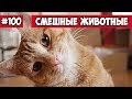 Смешные животные - приветливый кот | Bazuzu Video ТОП подборка 100, февраль 2018