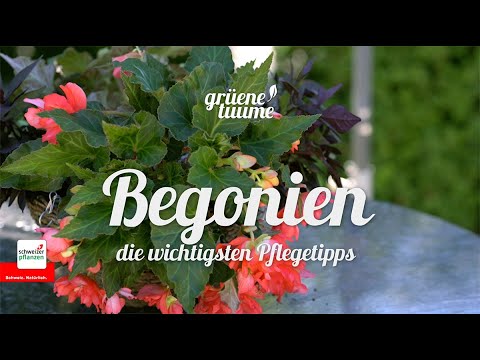 Video: Begonien mit Blattflecken – Informationen zur Behandlung von bakteriellen Begonien-Blattflecken