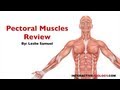 Pectoral Muscles Review Quiz
