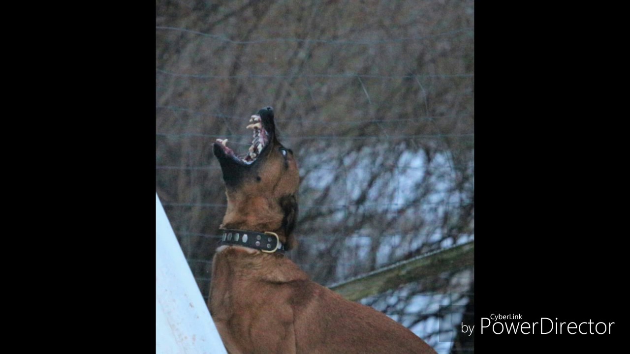 Spezialhunde Thüringen