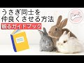 うさぎの多頭飼育⑤ うさぎ同士を仲良くさせる方法
