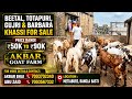 60-100Kg+ Beetal Totapuri &amp; Gujri Khassi For Sale | Akbar Goat Farm, Metiaburz | Call : 7003702340