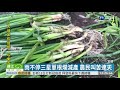 雨不停產量差 三星蔥擬移花蓮保種｜華視新聞 20201217