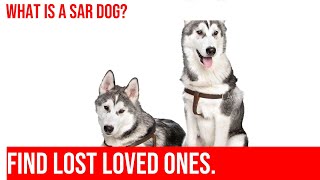 Siberian Huskies: Training for Search & Rescue Missions