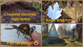 Опять засада!😰 Воруют конскую подстилку!😡 Рак у молодых роз!!!