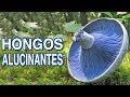 Hongos Increíbles que te dejarán...