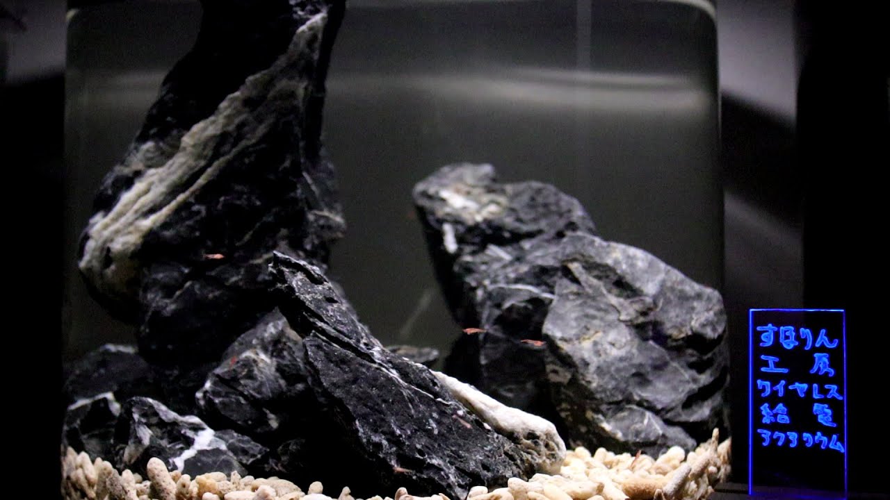 水族館の新しい生体展示に如何ですか？30㎝キューブで回遊するエビ達【Halocaridina rubra】