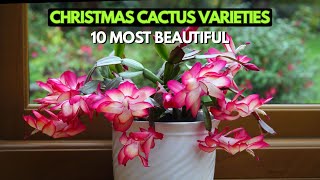 Top 10 Most Beautiful Christmas Cactus Varieties | Gorgeous Holiday Blooms