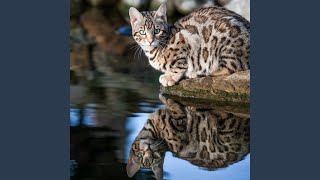 Underwater Pet Serene Euphony