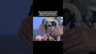 2026 World s Ugliest Dog