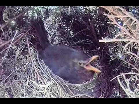 Blackbird nest - Day 10 - Part 2 - YouTube