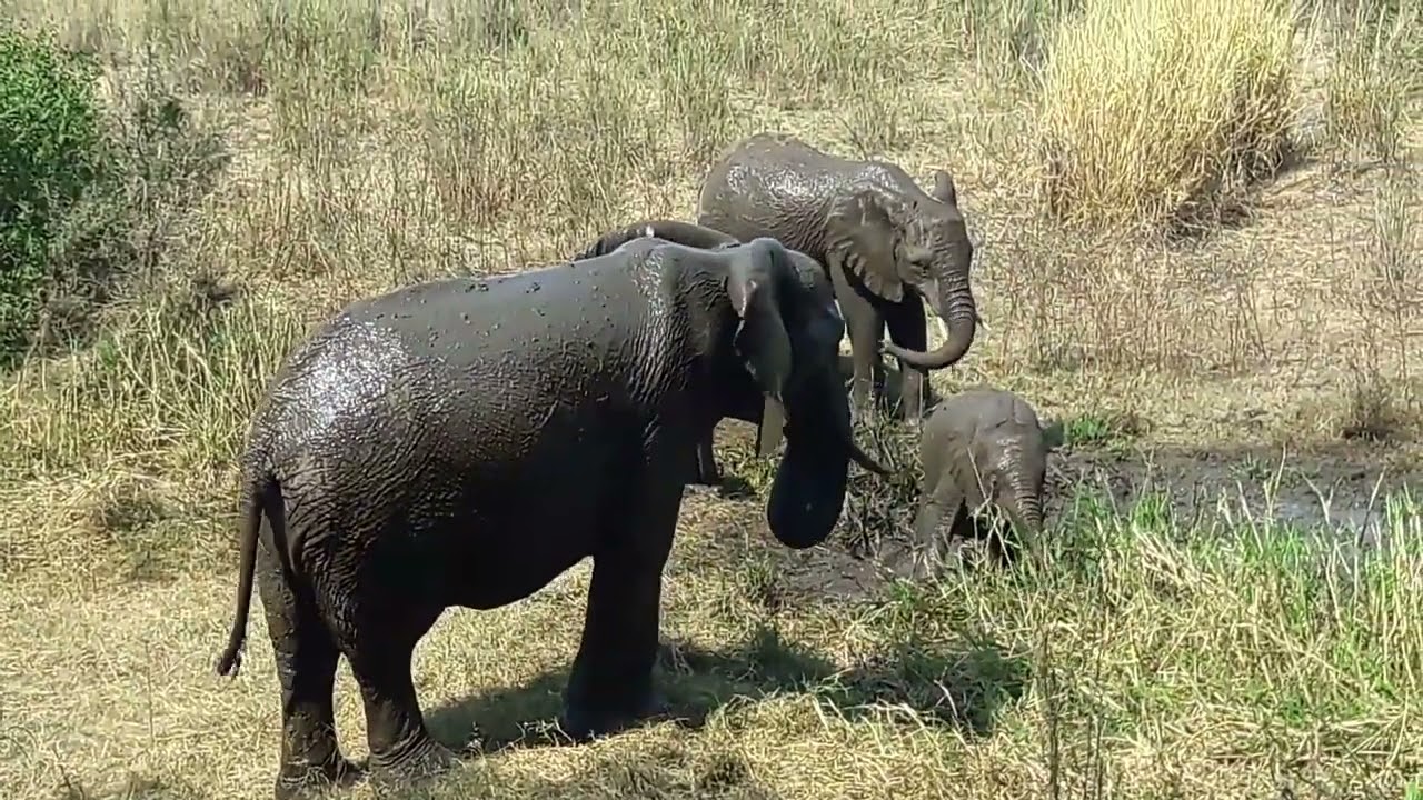 Baby Elephants rolling around the muddy ponds | Kruger National Park
