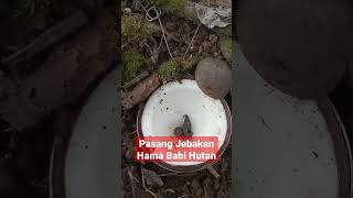Pasang Trap Jebakan Hama Babi Hutan