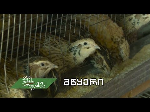#ფერმა - მწყერის ბიზნესი - ყველაფერი, რაც დამწყებმა მეფრინველემ უნდა იცოდეს!