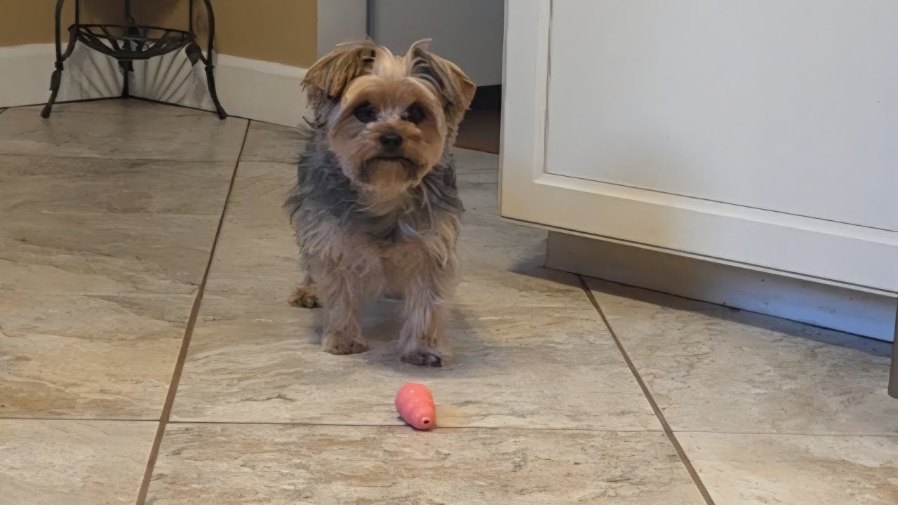 When Your Yorkie Demands Playtime 🥎🥹 