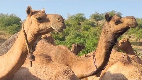 “Desert Mystery: A Rare Camel Gathering Caught on Camera! 🐪✨”