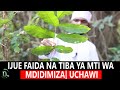 IJUE FAIDA NA TIBA YA MTI WA MDIDIMIZA UCHAWI SHEIKH YUSSUF BIN ALLY