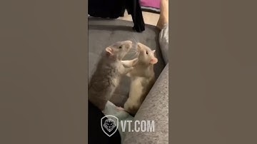 Rat Fight Breaks Out Over Cheese!🐭🥊🧀