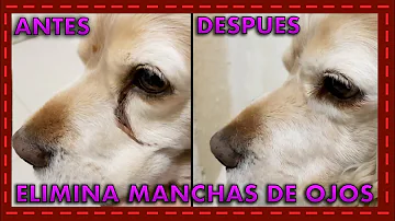 ¿Cómo puedo eliminar las manchas marrones de la boca de mi perro?