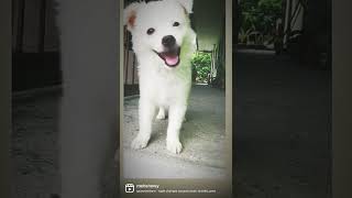 Snowy the Mix japanese spitz/shih tzu