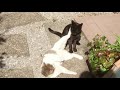 仲良し子猫のじゃれあい Kittens play fight