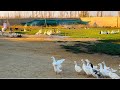 جوله بالمزرعه ممتعه نشوف انواع من الطيور حمام دجاج بط رومي وز فره وغيرها 