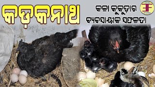 କଡକନାଥ କୁକୁଡ଼ା (Kadaknath Chicken Farming in Odisha). Kadaknath Chicken Farming Inforamtion in Odia.