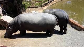 LEONES Y OTRAS ANIMALES GRANDES Del Zoo Estepona 2018 mp4