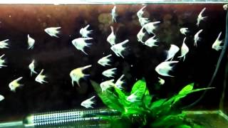 VID 20150408 214727