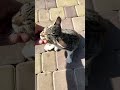 Нежнейший котёнок в парке Львов Тайган🐈