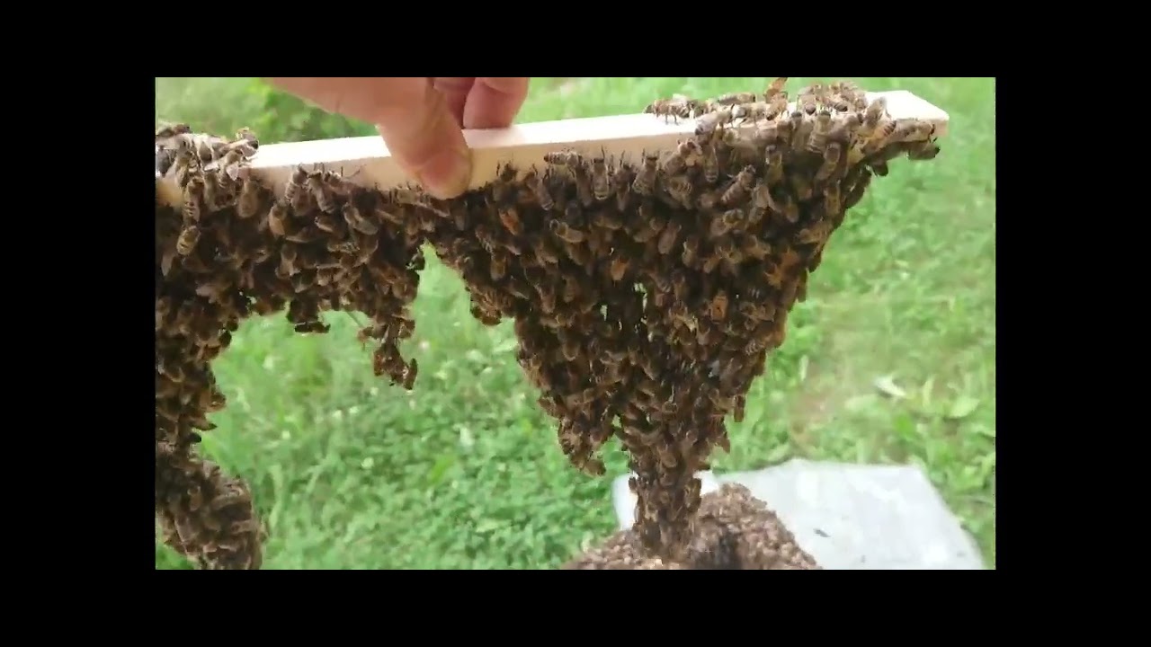 Почему у вас роятся пчелы, а у меня нет?