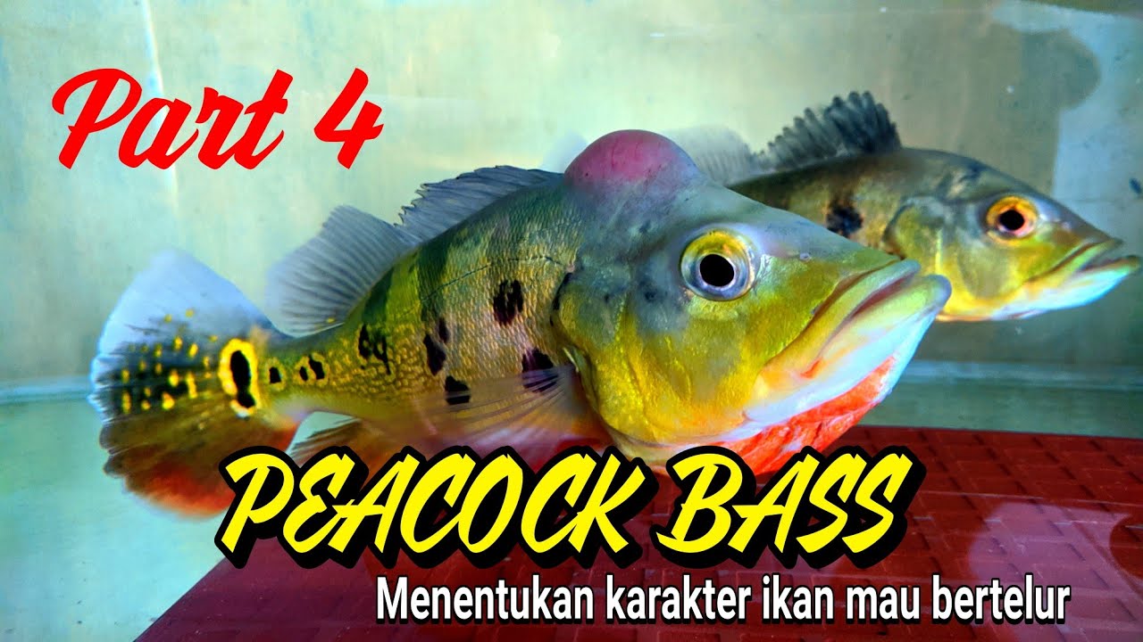 CARA BUDIDAYA IKAN HIAS PREDATOR PEACOCK BASS PEMBERIAN PAKAN PART 4 #