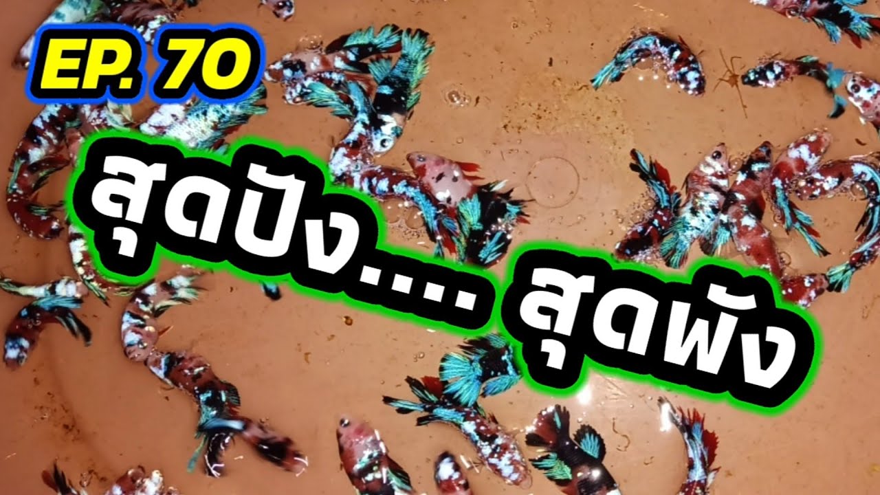 EP. 70 คัดปลากัดขึ้นฟรอม เปอร์เซ็นลอกดีมาก