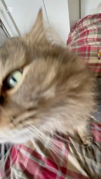 And btw Chrome Dino gave me a raccoon tail :3 #silly @f3v3rdreamss @F3v3rdr34mss