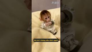 Ai mà từ chối được một bé khỉ macaque biết chui vào lòng và ở bên cạnh bạn chứ? #hanhtinhthu #shorts