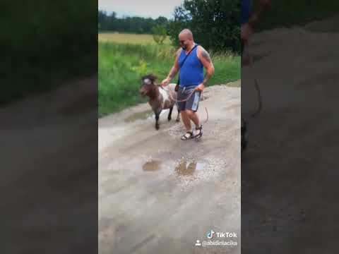 Videó: Eriskay Póni Lófajta Hipoallergén, Egészségügyi és életciklusú