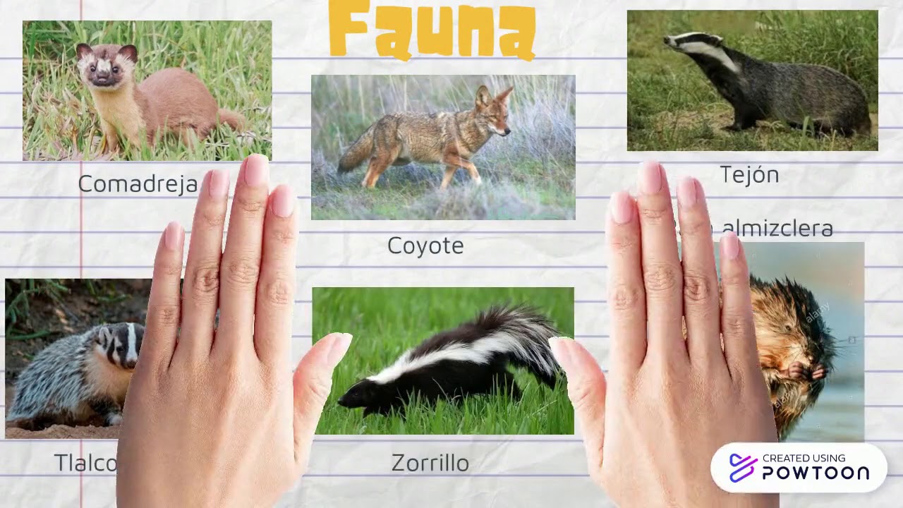 Flora Y Fauna De Mexico Shop Sale Www deborahsilvermusic flora-y-fauna-de-mexico-shop-sale-www-deborahsilvermusic