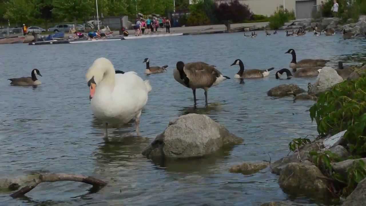 Canada Geese and Swans in Lake Ontario at Pier 4 Hamilton Ontario pakistan railways e ticketing