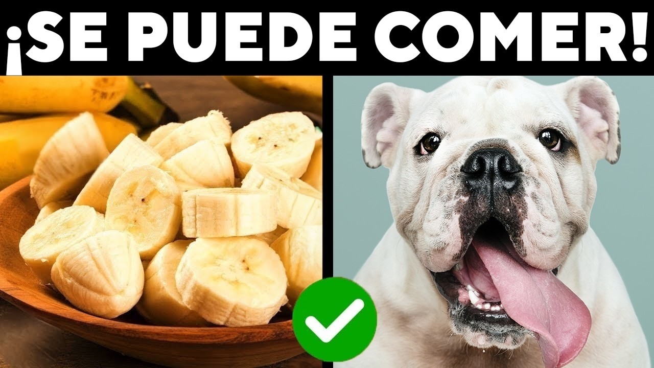 ¡15 ALIMENTOS de tu mesa que DEBES dar a tu perro!