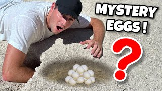 Mystery Eggs Found In Underground Sand Pit ! What Happens ?!