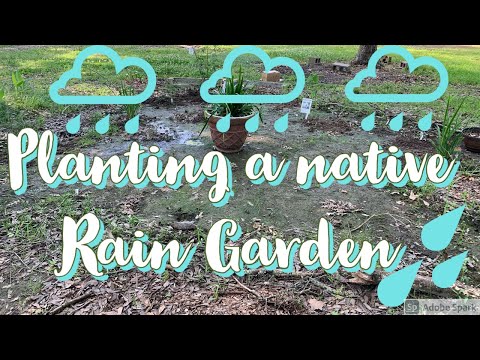 Video: Rain Garden Flowering Plants – Cómo llenar un jardín de lluvia con flores