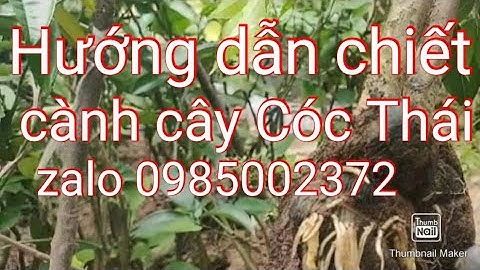 Hướng dẫn chiết cành cây Cóc Thái.